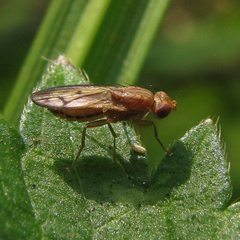 Opomyza petrei