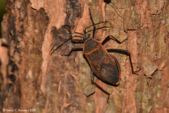 Laminiceps fenestratus