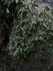 Plagiothecium cavifolium