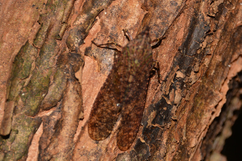 Enhydria cicadina