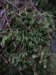 Plagiothecium cavifolium