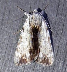 Catocala gracilis