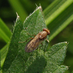 Opomyza petrei
