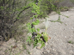 Havardia acatlensis