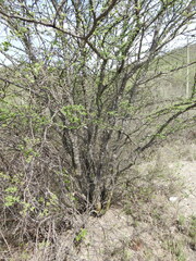 Havardia acatlensis