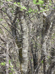 Havardia acatlensis
