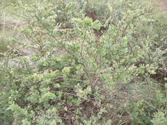 Spiraea aquilegifolia