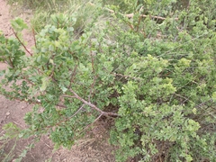 Spiraea aquilegifolia
