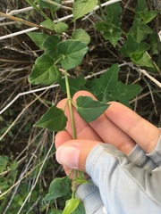 Commicarpus scandens