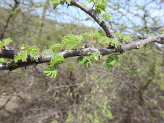 Havardia acatlensis