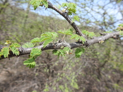 Havardia acatlensis