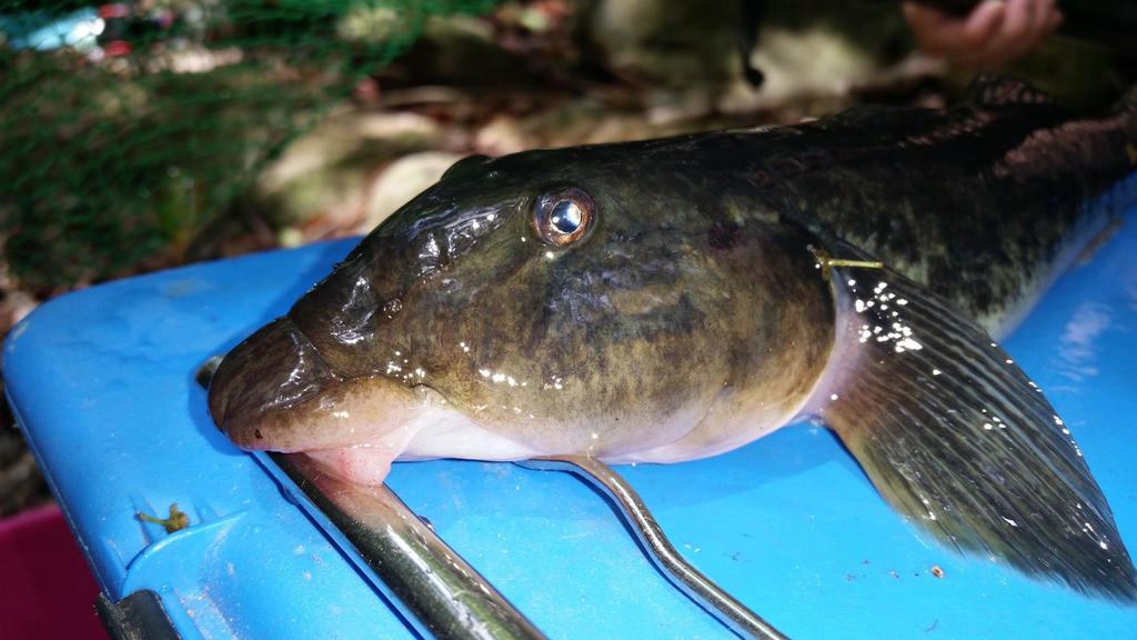 Monkey Goby, Exotic Juvenile Freshwater Fish Caught in Southern Bug River,  Rest on Cladophora Bush in Biotope Aquarium Stock Image - Image of  aquadesign, fluviatilis: 187280773