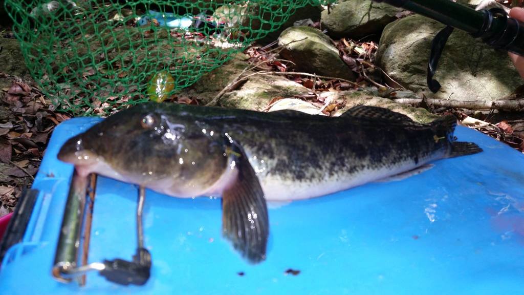 Monkey Goby, Exotic Juvenile Freshwater Fish Caught in Southern Bug River,  Rest on Cladophora Bush in Biotope Aquarium Stock Image - Image of  aquadesign, fluviatilis: 187280773