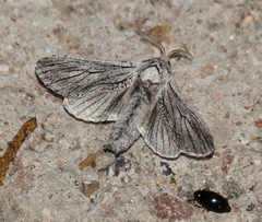 Inguromorpha itzalana