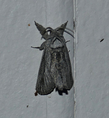 Inguromorpha itzalana