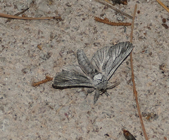 Inguromorpha itzalana