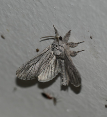 Inguromorpha itzalana