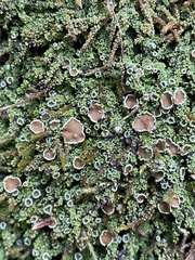 Psoroma hypnorum