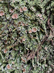 Psoroma hypnorum