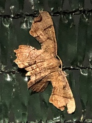 Calledapteryx dryopterata