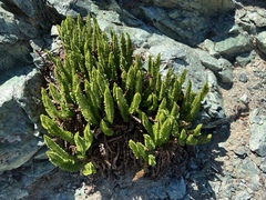 Polystichum lemmonii