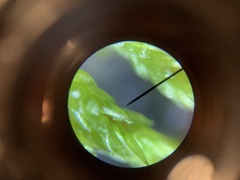 Plagiothecium cavifolium