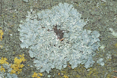 Punctelia borreri