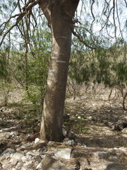 Forchhammeria watsonii