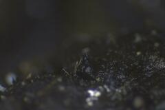 Podospora ampullacea