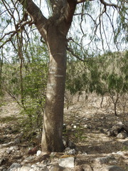 Forchhammeria watsonii