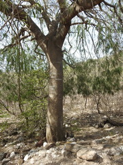 Forchhammeria watsonii