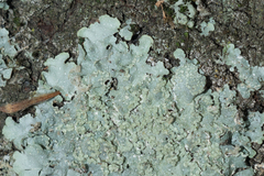 Punctelia borreri