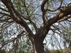 Forchhammeria watsonii