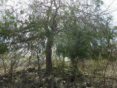 Forchhammeria watsonii