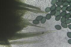 Podospora ampullacea