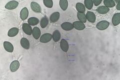 Podospora ampullacea