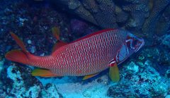 Sargocentron spiniferum