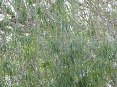 Forchhammeria watsonii