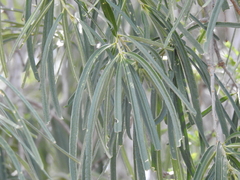 Forchhammeria watsonii