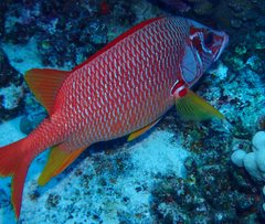 Sargocentron spiniferum