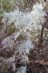 Artemisia arborescens
