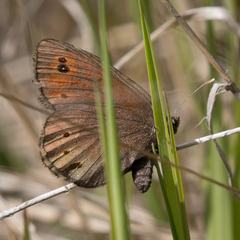Erebia epipsodea
