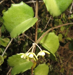 Cissus rotundifolia