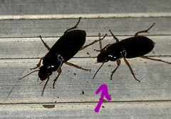 Harpalus