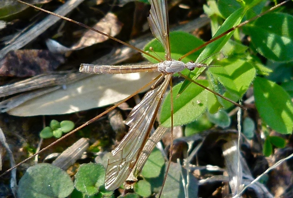 Tipula paterifera
