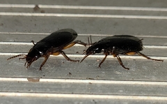 Harpalus