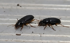 Harpalus