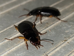 Harpalus