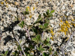 Holodiscus discolor microphyllus