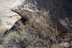 Holodiscus discolor microphyllus